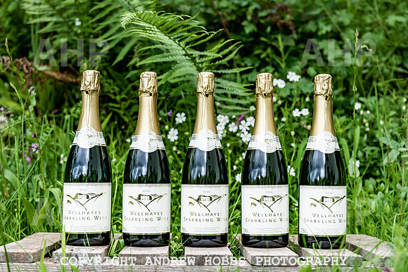Wellhayes Vineyard May 2019_HOB_6417