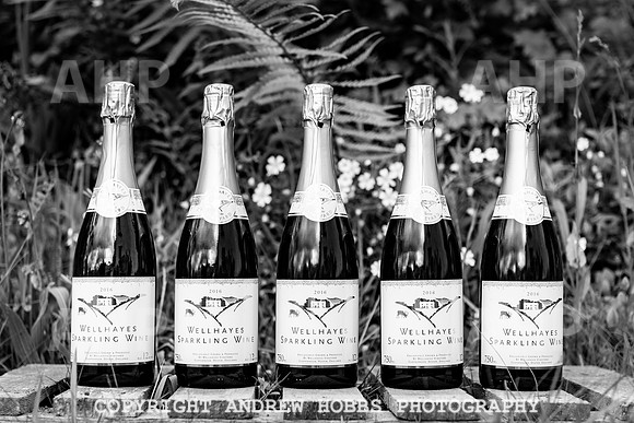 Wellhayes Vineyard May 2019_HOB_6420