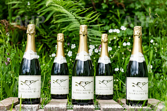 Wellhayes Vineyard May 2019_HOB_6422