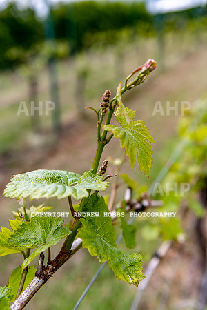 Wellhayes Vineyard May 2019_HOB_6558