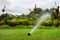 Taunton Flower Show 2014 010