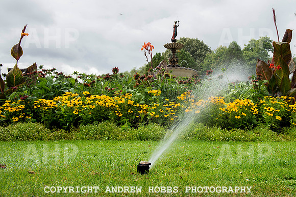 Taunton Flower Show 2014 010