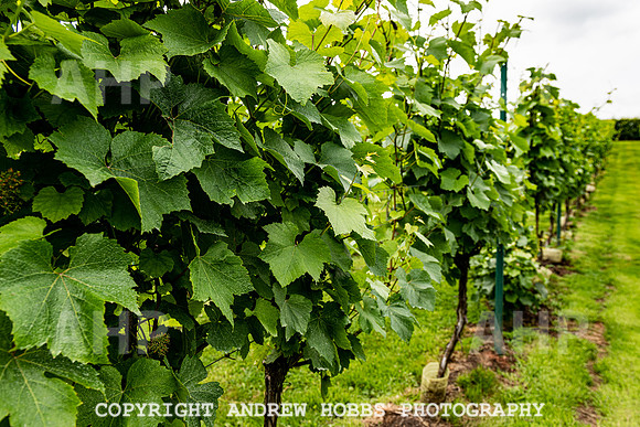 Wellhayes Tour July 2019_HOB_0880
