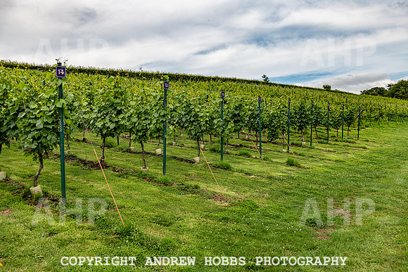 Wellhayes Tour July 2019_HOB_0881