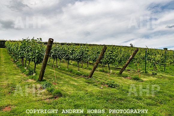 Wellhayes Tour July 2019_HOB_0884