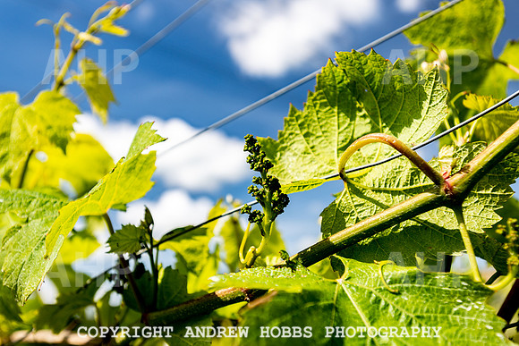 Wellhayes Vineyard June 2019_HOB_9494