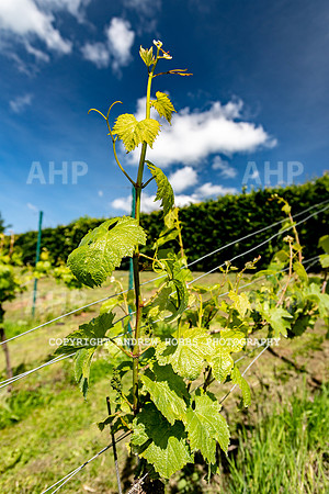 Wellhayes Vineyard June 2019_HOB_9497