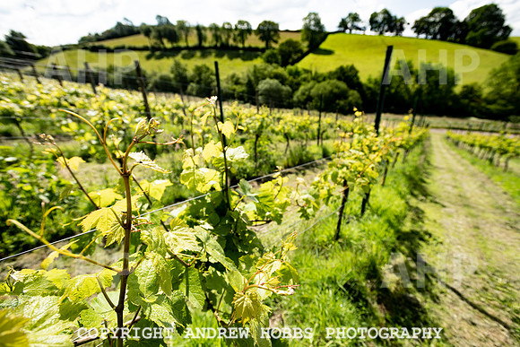 Wellhayes Vineyard June 2019_HOB_9498