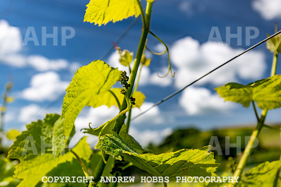 Wellhayes Vineyard June 2019_HOB_9500