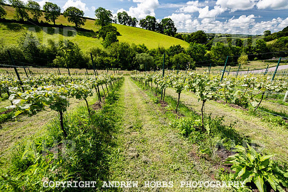 Wellhayes Vineyard June 2019_HOB_9506