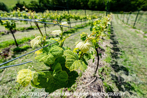 Wellhayes Vineyard June 2019_HOB_9509
