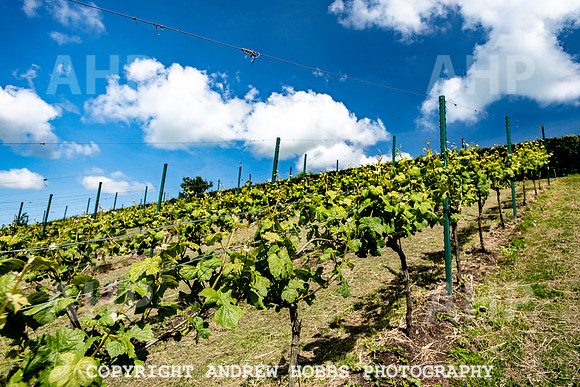 Wellhayes Vineyard June 2019_HOB_9511