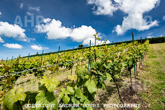 Wellhayes Vineyard June 2019_HOB_9512