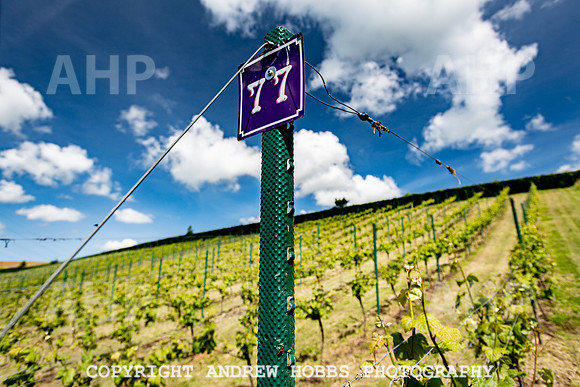 Wellhayes Vineyard June 2019_HOB_9513