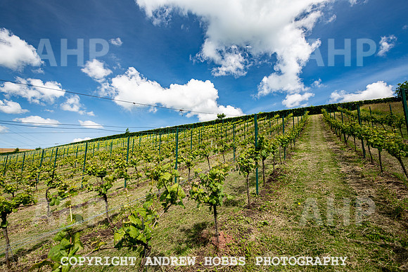 Wellhayes Vineyard June 2019_HOB_9514