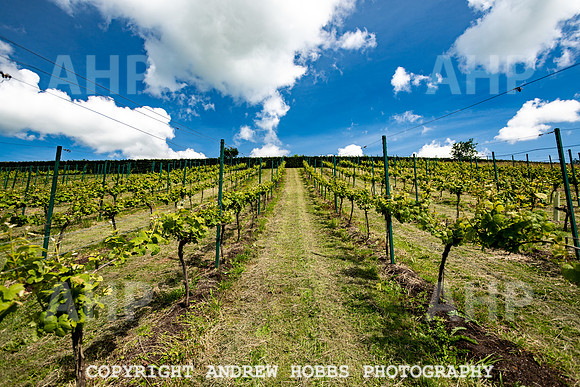 Wellhayes Vineyard June 2019_HOB_9515