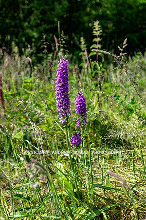 Wellhayes Vineyard June 2019_HOB_9516