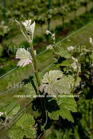 Wellhayes Vineyard June 2019_HOB_9521