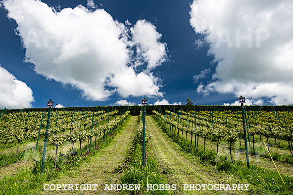 Wellhayes Vineyard June 2019_HOB_9525