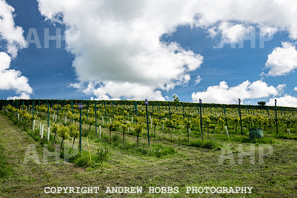 Wellhayes Vineyard June 2019_HOB_9528