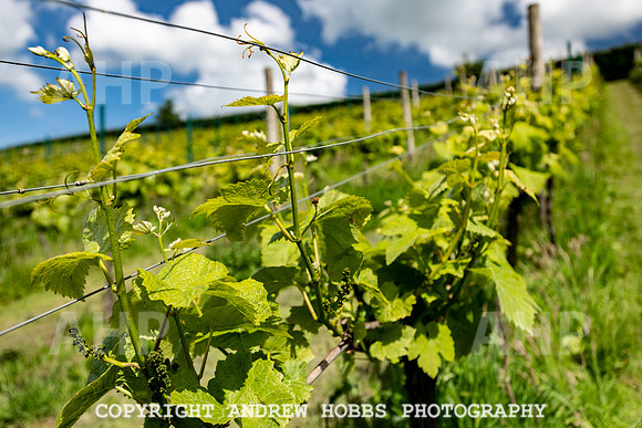 Wellhayes Vineyard June 2019_HOB_9530