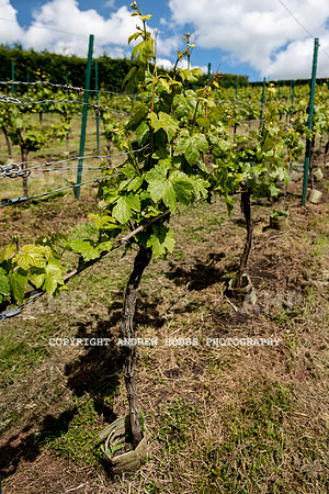 Wellhayes Vineyard June 2019_HOB_9541