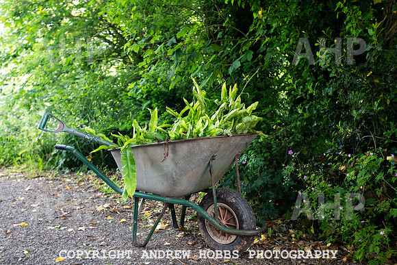 Wellhayes Vineyard June 2019_HOB_9544