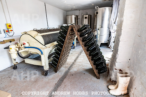 Wellhayes Vineyard June 2019_HOB_9558
