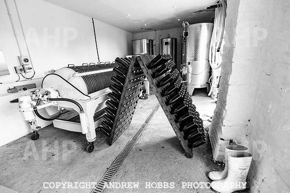 Wellhayes Vineyard June 2019_HOB_9560