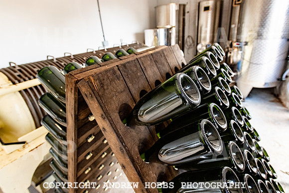 Wellhayes Vineyard June 2019_HOB_9562
