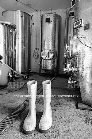 Wellhayes Vineyard June 2019_HOB_9565