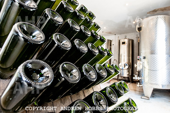 Wellhayes Vineyard June 2019_HOB_9568