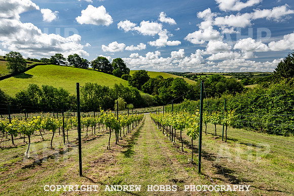 Wellhayes Vineyard June 2019_HOB_9487