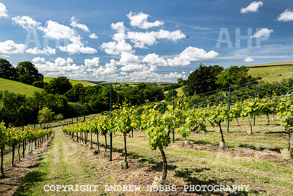 Wellhayes Vineyard June 2019_HOB_9488