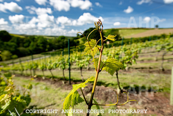 Wellhayes Vineyard June 2019_HOB_9491