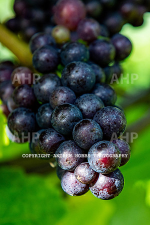 Wellhayes - grapes Oct 2019-9501