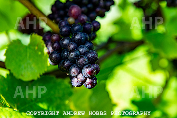 Wellhayes - grapes Oct 2019-9500