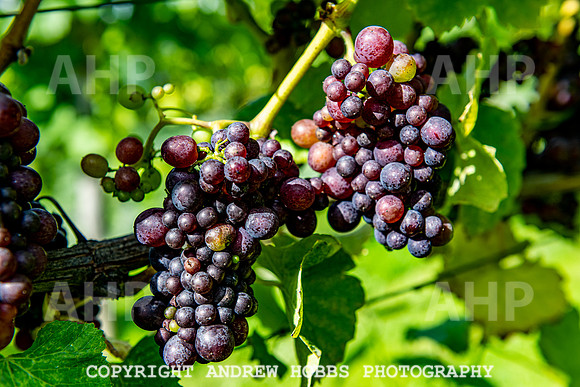 Wellhayes - grapes Oct 2019-9505