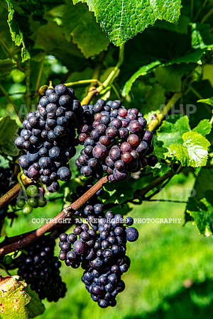 Wellhayes - grapes Oct 2019-9508