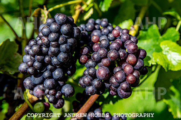 Wellhayes - grapes Oct 2019-9509