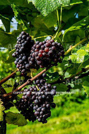 Wellhayes - grapes Oct 2019-9511