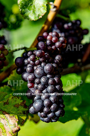 Wellhayes - grapes Oct 2019-9512