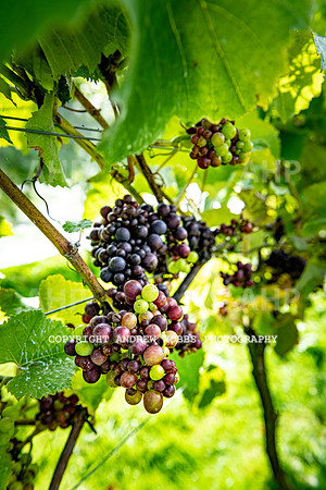Wellhayes - grapes Oct 2019-9516