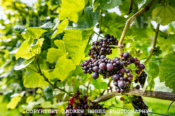 Wellhayes - grapes Oct 2019-9518