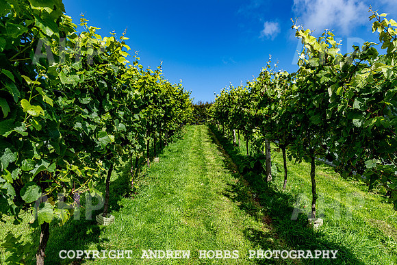 Wellhayes - grapes Oct 2019-9527