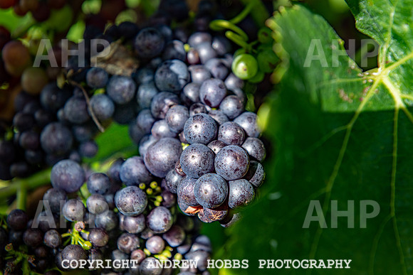 Wellhayes - grapes Oct 2019-9530