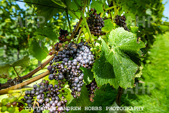 Wellhayes - grapes Oct 2019-9531