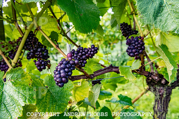 Wellhayes - grapes Oct 2019-9533