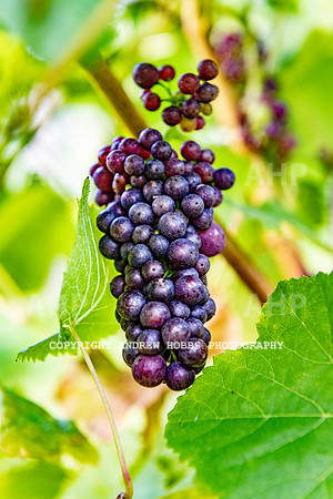 Wellhayes - grapes Oct 2019-9539