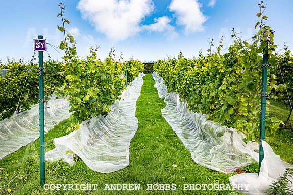 Wellhayes - grapes Oct 2019-9541